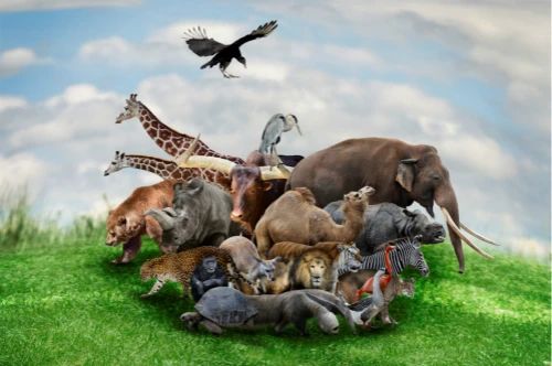 【政策報告】共建地球生命共同體：中國在行動——聯合國生物多樣性峰會中方立場文件 中英文對照